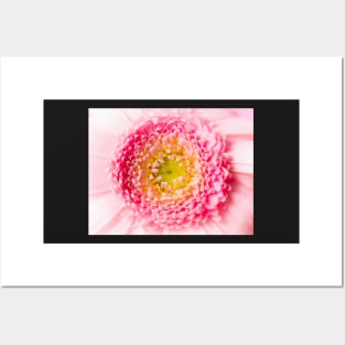 macro pink blossom Posters and Art